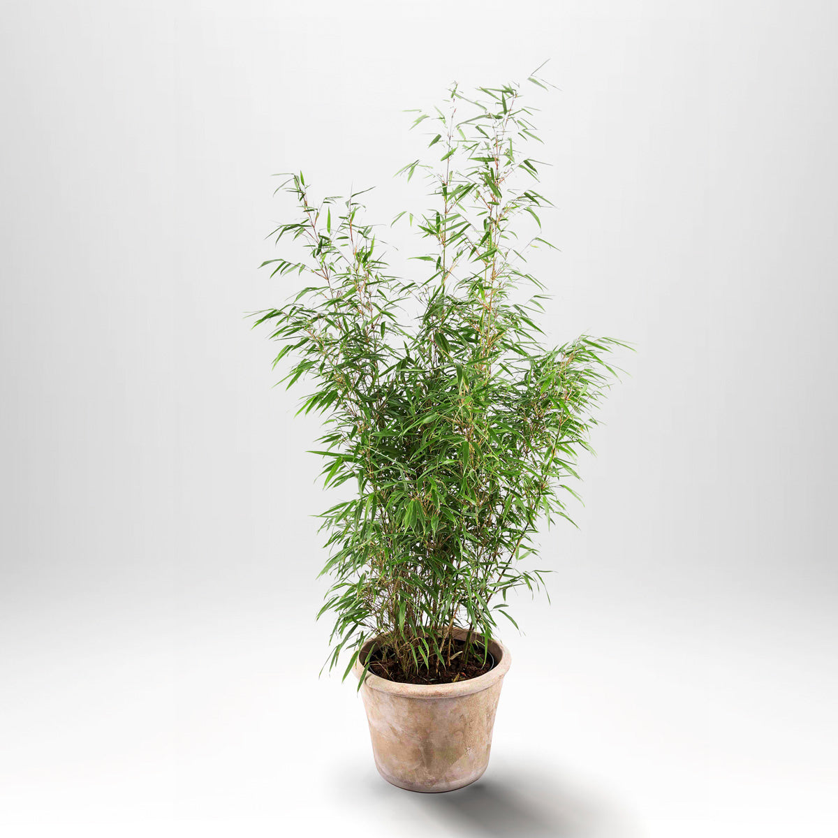 Björkbambu - Fargesia Rufa, krukväxt